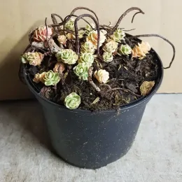 Orpin panaché à fleur jaune 'Atlantis®' (Sedum takesimense) — petites rosettes vertes et crème dans pot noir · Pot 1.5L