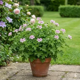 Géranium citron (Pelargonium × citriodorum) — plante en pot avec petites fleurs roses, terrasse