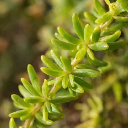 Orpin sarmenteux (Sedum sarmentosum) — gros plan sur tiges succulentes vertes · Photo d'illustration