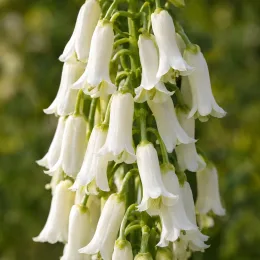 Jacinthe du cap (Galtonia candicans) — grappe dense de clochettes blanches tombantes · Photo d'illustration