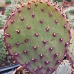 Oponce violette 'Santa rita' (Opuntia violacea) — raquette de cactus en gros plan