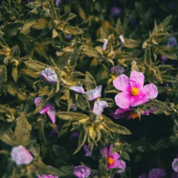 Ciste pourpre (Cistus purpureus) — fleurs roses à cœur jaune parmi un dense feuillage