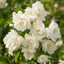 Seringat des jardins à fleurs simples 'Bouquet blanc' (Philadelphus) — gros plan de grappes de fleurs blanches · Photo d'illustration