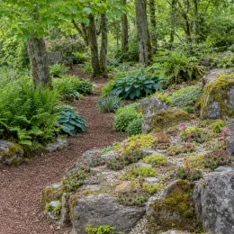 Joubarbe à rosette rouge 'Ruby hearts' (Sempervivum) — massif de rocaille dans sous-bois verdoyant · Photo d'illustration