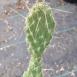 Figuier de barbarie 'Crystal tide' (Opuntia polyacantha) — segment de cactus plat couvert d’épines