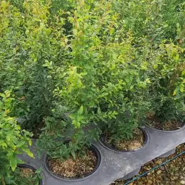 Grenadier à fleurs 'Parfianka' (Punica granatum) — rang de jeunes arbustes verts en pots · Pot 3L Touffe