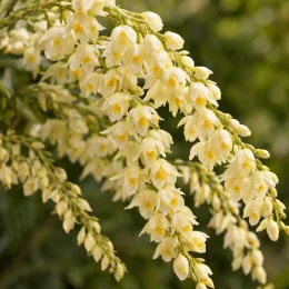 Orchidée (Dendrobium cobbianum) — longues grappes de petites fleurs crème pendantes · Photo d'illustration