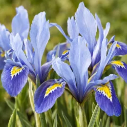 Iris nain naturalisable 'Clairette' (Iris reticulata) — gros plan de fleurs bleues veinées de jaune · Photo d'illustration