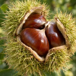 Châtaignier marrone di marradi 'Marrone di marradi' (Castanea savita) — bogue ouverte laissant voir plusieurs marrons brillants · Photo d'illustration