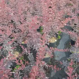 Épine-vinette 'Auricoma' (Berberis ottawensis) — alignement de jeunes arbustes feuillus en conteneurs · Pot 3L Touffe