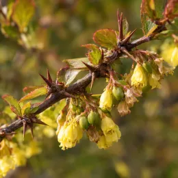 Épine-vinette de thunberg 'Maria' (Berberis thunbergii) — rameau épineux avec petites fleurs jaunes en grappes · Photo d'illustration