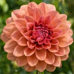 Dahlia décoratif château de la bourdaisière 'Château de la bourdaisière' (Dahlia decorativus) — gros plan de fleur aux pétales orangés · Photo d'illustration