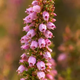 Bruyère commune 'Wickwar flame rose' (Calluna vulgaris) — grappe dense de petites fleurs roses en clochettes