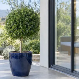 Troène du japon (Ligustrum jonandrum) — arbuste taillé en boule dans un grand pot