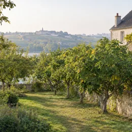 Figuier 'Violette normande' (Ficus carica) — verger d'arbres fruitiers près d'une maison