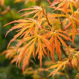 Érable du japon 'Orange lace' (Acer palmatum) — feuillage finement découpé aux teintes orangées