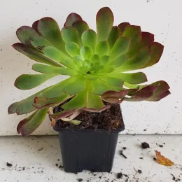 Succulente 'Surreal sienna' (Semponium) — rosette charnue vert vif aux bords rougeâtres · Godet