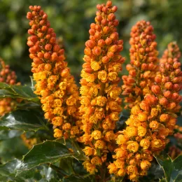 Mahonia brillant 'Cabaret' (Mahonia nitens) — grappes serrées de petites fleurs jaunes orangées · Photo d'illustration