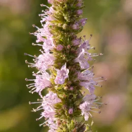 Menthe fraise 'Strawberry mint' (Mentha spicata) — épi floral allongé aux petites fleurs roses · Photo d'illustration