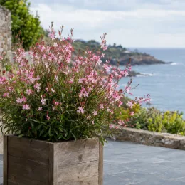 Gaura 'Geyser pink' (Gaura lindheimeri) — plante fleurie en bac bois devant la mer · Photo d'illustration