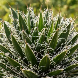 Agave à fleurs géminées 'Rastaman' (Agave geminiflora) — rosette dense de feuilles pointues bordées de filaments blancs · Photo d'illustration