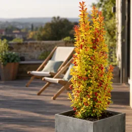 Épine-vinette de thunberg 'Torchd'or' (Berberis thunbergii) — arbuste dressé en pot sur terrasse en bois · Photo d'illustration