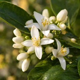 Mandarinier satsuma unshui (Citrus unshui) — gros plan sur fleurs blanches et boutons · Photo d'illustration
