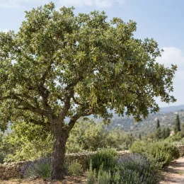 Chêne tauzin (Quercus toza) — arbre isolé devant muret de pierre et garrigue · Photo d'illustration