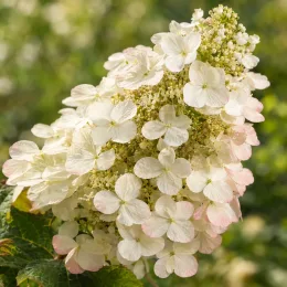 Hydrangea à feuilles de chêne 'Snow queen' (Hydrangea quercifolia) — gros plan sur panicule de fleurs blanches · Photo d'illustration