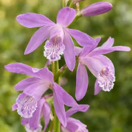 Orchidée blétille striée 'Var. hyacinthina' (Bletia striata) — grappes de fleurs mauves délicates en gros plan · Photo d'illustration