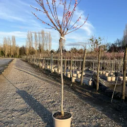 Pêcher 'Peche de vigne' (Prunus persica) — jeune arbre en pot sur allée de pépinière · Pot 15L 1/2 tige