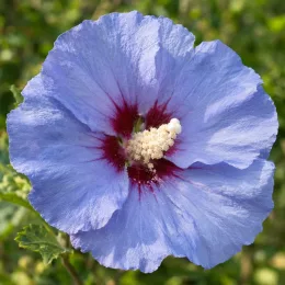 Althéa 'Marina' (Hibiscus syriacus) — gros plan sur une grande fleur bleue · Photo d'illustration