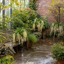 Orchidée (Dendrobium cobbianum) — terrasse jardinière avec bancs et longues grappes fleuries · Photo d'illustration