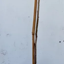 Noyer amère 'Amara' (Carya) — jeune tige lignifiée tuteurée contre un mur blanc · Pot 3L Baliveau