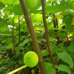 Figuier 'Lusignan' (Ficus carica) — branche avec jeunes fruits verts parmi le feuillage