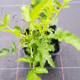 Ronce à fruits jaunes (Rubus xanthocarpus) — jeune plant vert en pot de pépinière · Godet