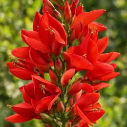 Corail 'Fire breizh' (Erythrina compacta) — grappe dense de fleurs rouges allongées · Photo d'illustration