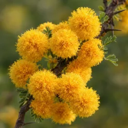 Mimosa du chili (Acacia) — gros plan sur pompons floraux jaunes