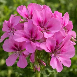 Géranium au parfum de cèdre et d'épice 'Clorinda' (Pelargonium) — gros plan de fleurs roses groupées