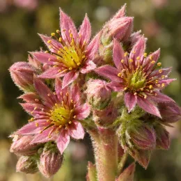 Joubarbe à rosette rose 'Pink pomelo' (Sempervivum) — fleurs étoilées roses à étamines jaunes, gros plan · Photo d'illustration