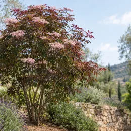Sureau pourpre 'Guincho purple' (Sambucus nigra) — arbuste à fleurs rosées dans jardin en pente