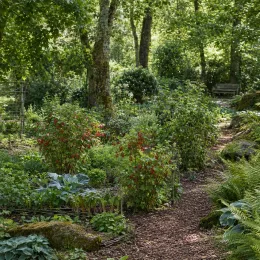 Groseillier à grappes rouges 'Monthou sur cher' (Ribes rubrum) — massif de petits arbustes fruitiers dans jardin ombragé · Photo d'illustration