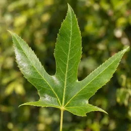Platane d'orient à feuilles en coins 'Var. cuneata' (Platanus orientalis) — feuille palmée vert brillant sur fond flou · Photo d'illustration