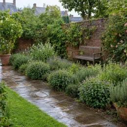 Menthe eau de cologne 'Eau de cologne' (Mentha × piperita) — massif d’aromatiques bordant une allée pavée mouillée · Photo d'illustration