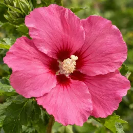 Hibiscus 'Woodbridge' (Hibiscus syriacus) — gros plan de grande fleur rose ouverte