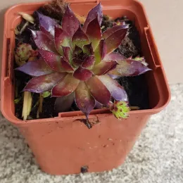 Joubarbe pineapple paradise 'Chick charms pineapple paradise' (Sempervivum) — rosette succulente bicolore avec rejets en pot · Godet