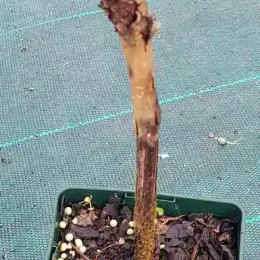 Vigne 'De table chasselas rose' (Vitis vinifera) — jeune tige ligneuse dans pot carré de culture · Pot 1.5L