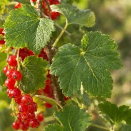 Groseillier à grappes rouges 'Monthou sur cher' (Ribes rubrum) — grappes de fruits rouges avec grand feuillage vert · Photo d'illustration