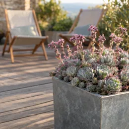 Joubarbe sugar shimmer 'Chick charms sugar shimmer' (Sempervivum) — succulente en fleurs dans un grand pot carré · Photo d'illustration