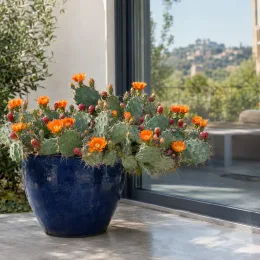 Cactée 'Orangeade' (Opuntia phaecantha) — cactus en pot bleu avec fleurs orange · Photo d'illustration